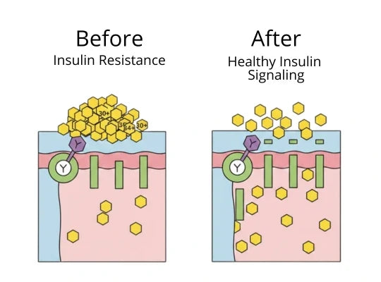 01Restore Insulin Sensitivity (The Real Reason Your Blood Sugar Won't Drop)